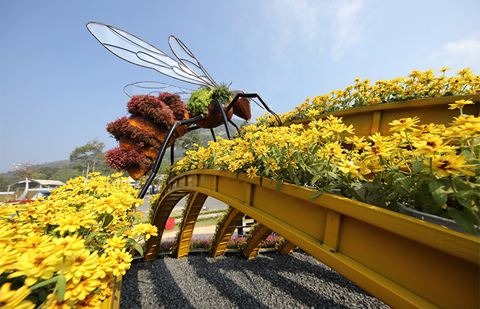 Rừng hoa tại núi Bà Đen dịp Tết này Rừng hoa tại núi Bà Đen dịp Tết này