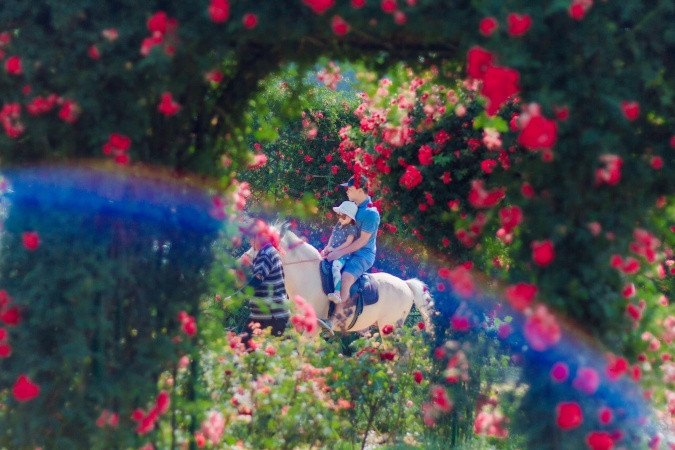 Lễ hội hoa hồng Fansipan 2024 Lễ hội hoa hồng Fansipan 2024