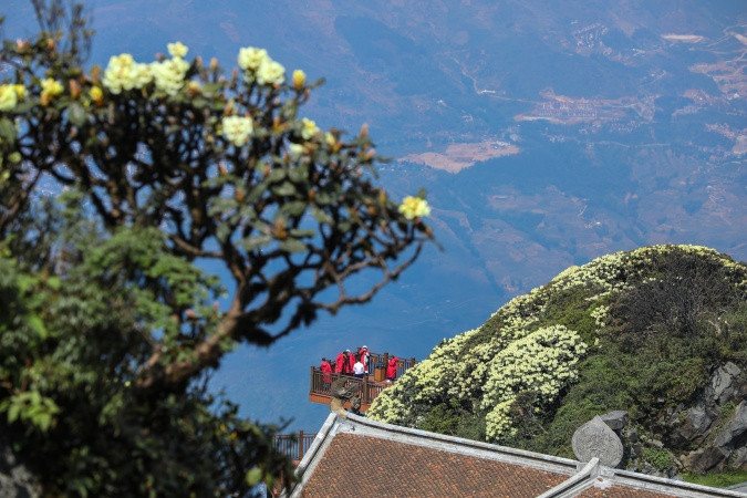 Hoa đỗ quyên đỉnh Fansipan Hoa đỗ quyên đỉnh Fansipan