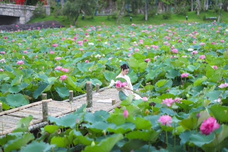 Hồ sen nở rộ tại Sun World Ha Long