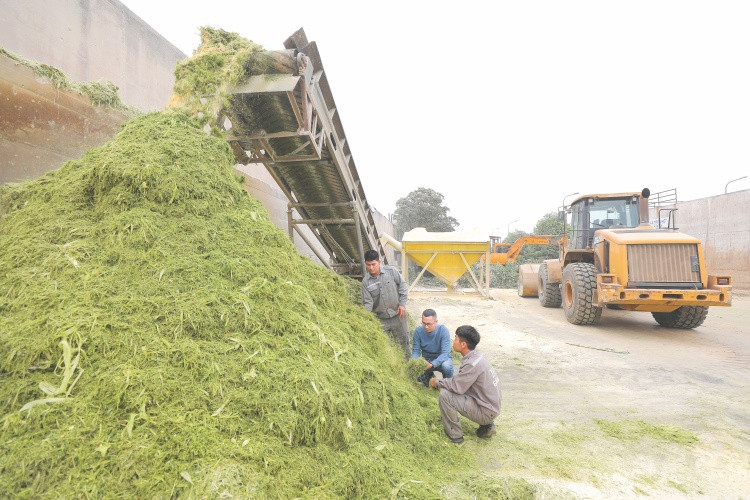 Các dự án của Tập đoàn TH đã tạo việc làm cho hơn 10.000 lao động trực tiếp và hàng trăm ngàn việc làm gián tiếp cho nông dân các vùng dự án; góp phần tạo sinh kế bền vững cho người dân.