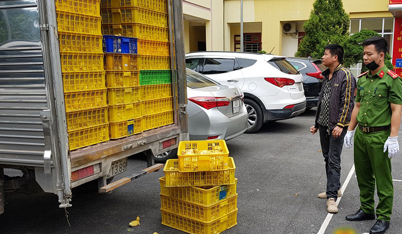 Tổ công tác Công an huyện Cao Lộc phát hiện, bắt giữ gần 1 vạn con vịt giống nhập lậu