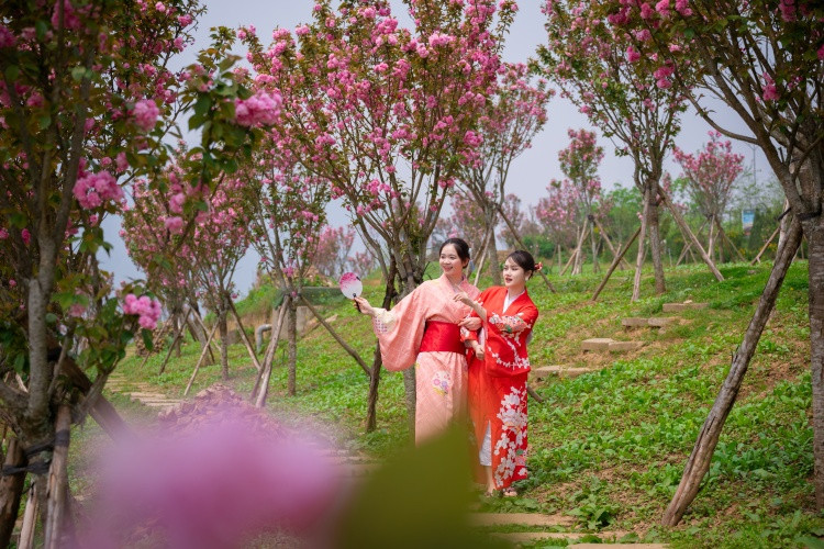 Du khách thích thú diện áo kimono check in với rừng hoa anh đào ở Fansipan Du khách thích thú diện áo kimono check in với rừng hoa anh đào ở Fansipan
