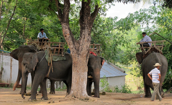 Voi nhà trị giá hơn 400 triệu đồng chết bất thường ảnh 1