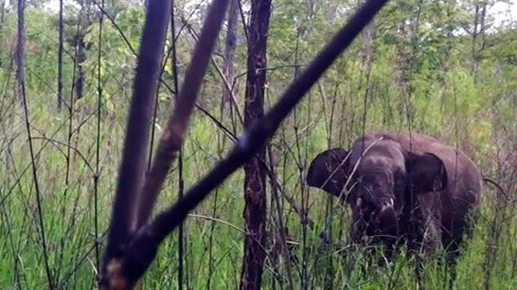 Một con voi rừng bị thương do sập bẫy săn thú ảnh 1