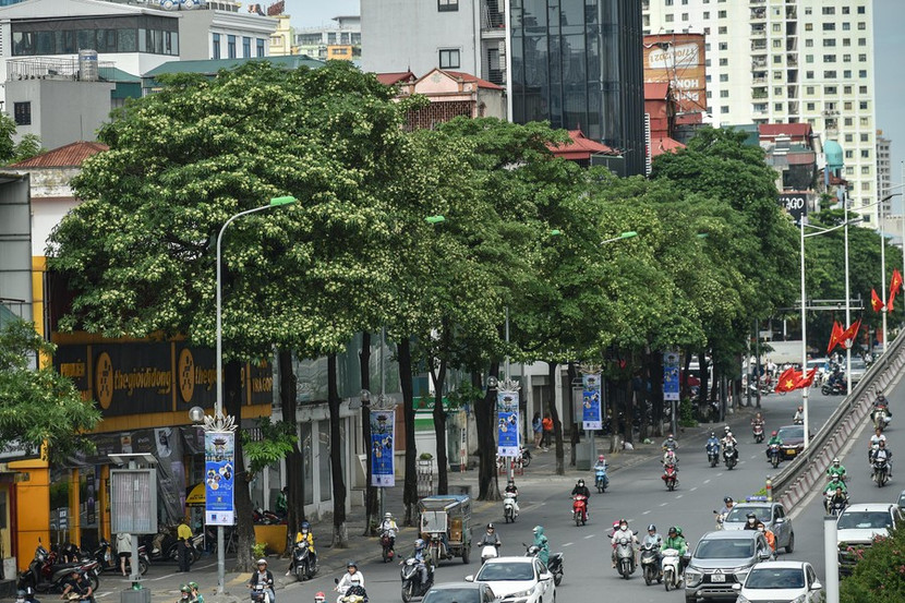 Hàng cây hoa sữa trên phố Nguyễn Chí Thanh