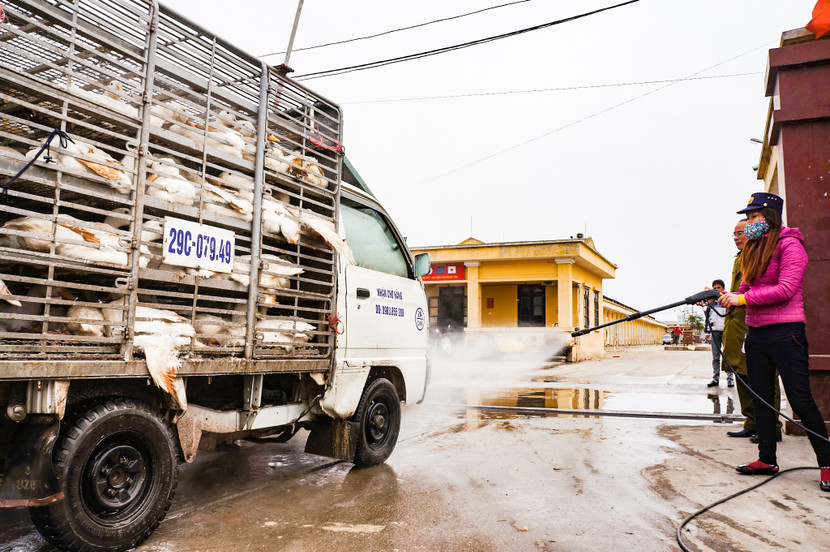 Hà Nội sẽ lập các đoàn kiểm tra hoạt động chăn nuôi, vận chuyển, giết mổ, chế biến động vật...để phòng dịch bệnh