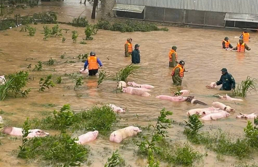 Lũ cuốn trôi gia súc, gia cầm ở Nghệ An. Lực lượng chức năng giúp dân cứu tài sản
