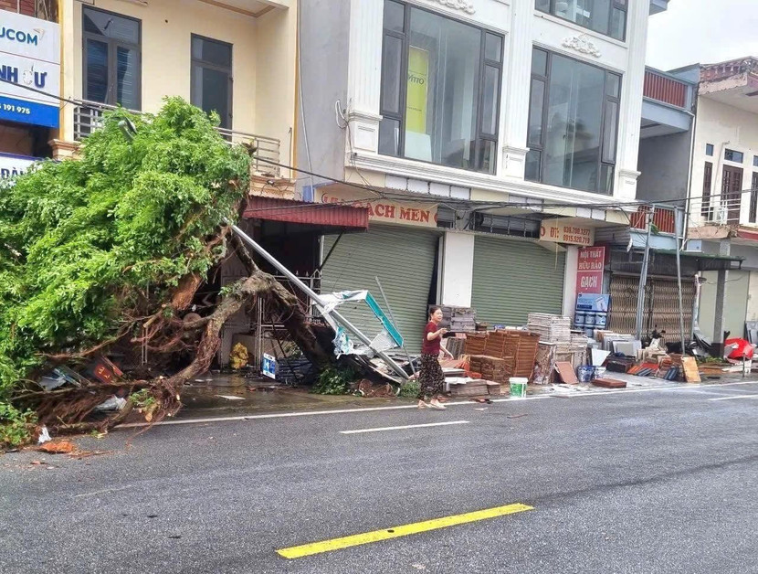 Nhiều cây xanh bị bật gốc Nhiều cây xanh bị bật gốc