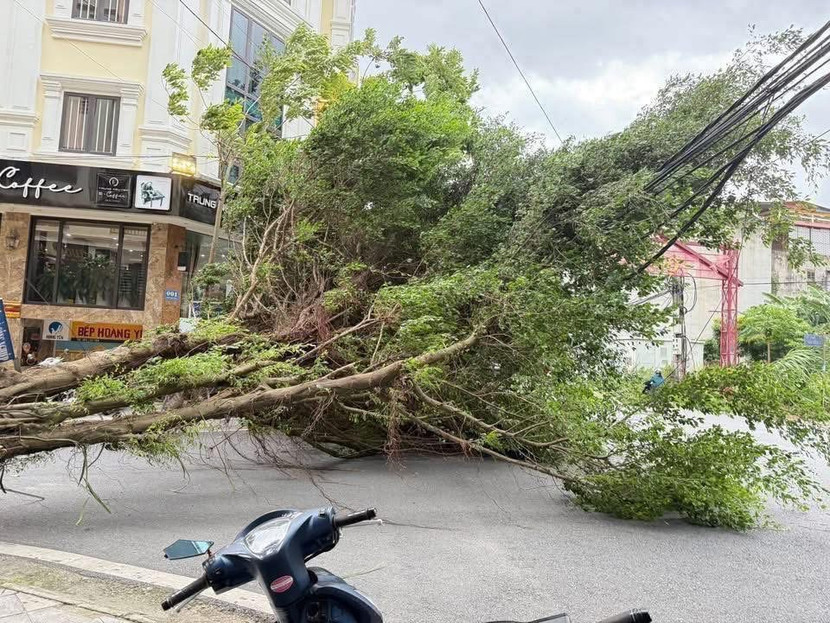 Hàng loạt cây xanh bật gốc Hàng loạt cây xanh bật gốc