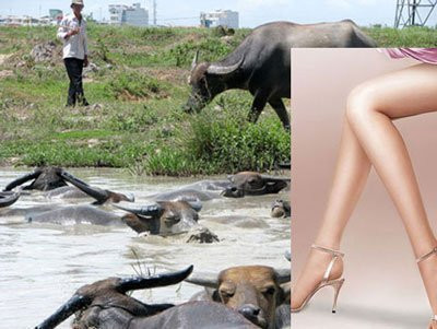 Hám "của lạ", nhiều "đại gia" bị lột sạch ảnh 1 Hám "của lạ", nhiều "đại gia" bị lột sạch ảnh 1