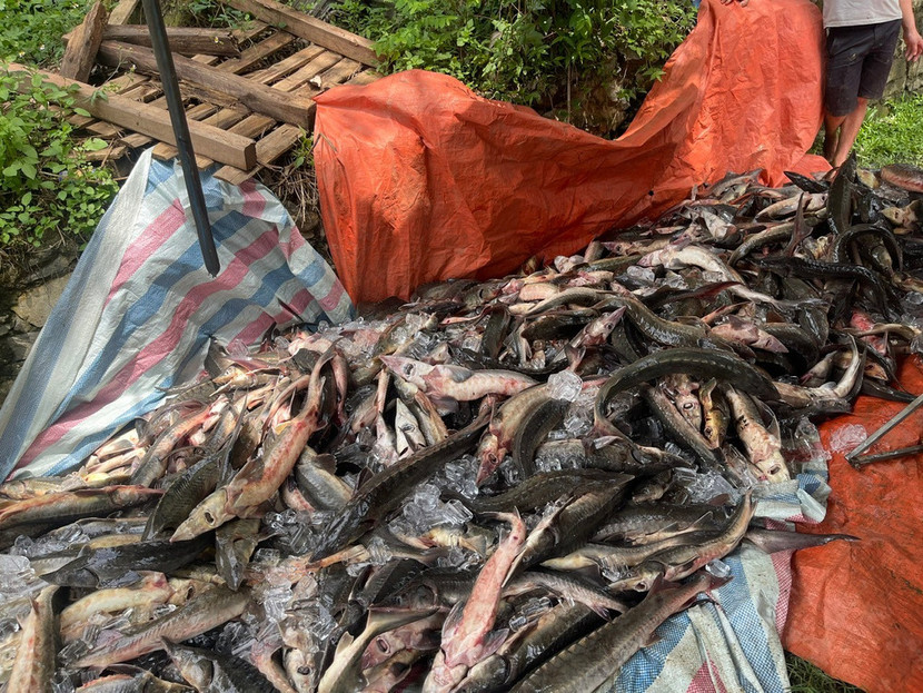 Thiệt hại về chăn nuôi