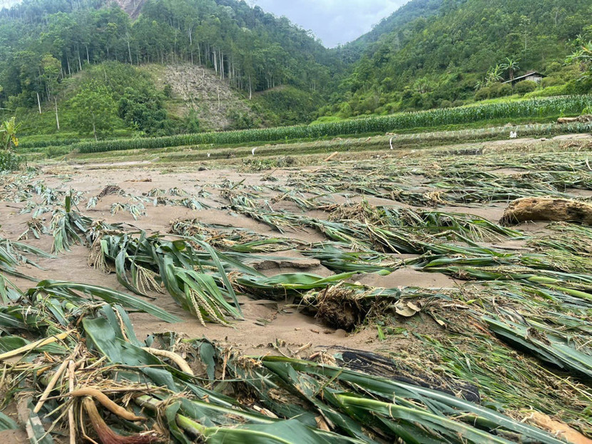 Thiệt hại về hoa màu