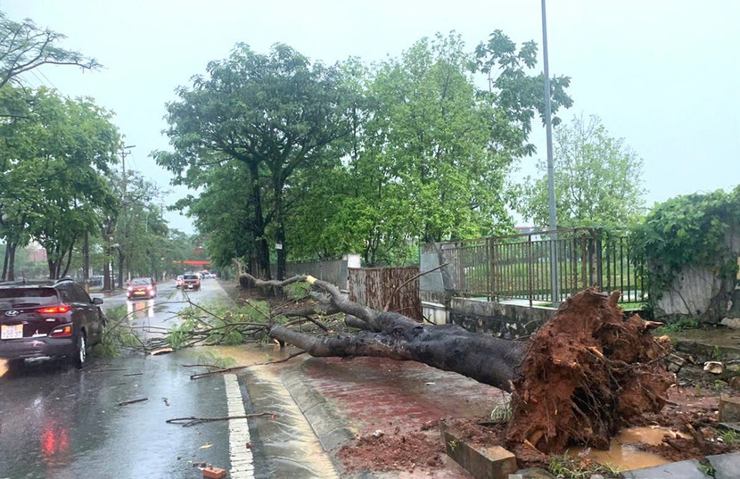 Cơn dông kèm mưa lớn đã làm bật gốc cây xanh thuộc khu vực bờ hồ Tân Quang, TP Tuyên Quang Cơn dông kèm mưa lớn đã làm bật gốc cây xanh thuộc khu vực bờ hồ Tân Quang, TP Tuyên Quang