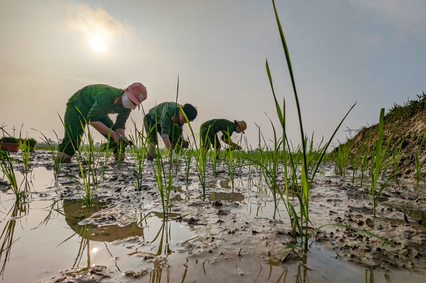 Mặt trời lên cao, các cán bộ, chiến sỹ Công an huyện Ứng Hòa vẫn miệt mài cấy lúa