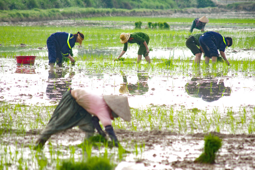 Sự có mặt của các chiến sỹ Công an Thủ đô làm cánh đồng ở thôn Cao Xá hôm nay thêm nhiều màu sắc