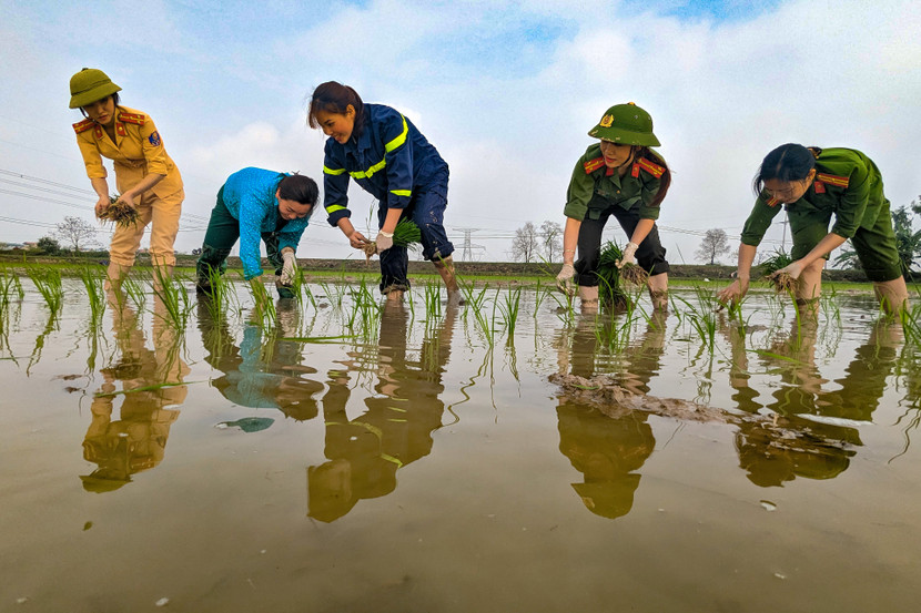 Cùng dân cấy lúa...