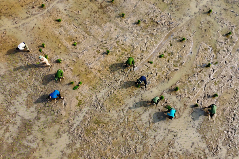 Nhìn từ flycam "đội hình đi cấy" của công an huyện Ứng Hòa