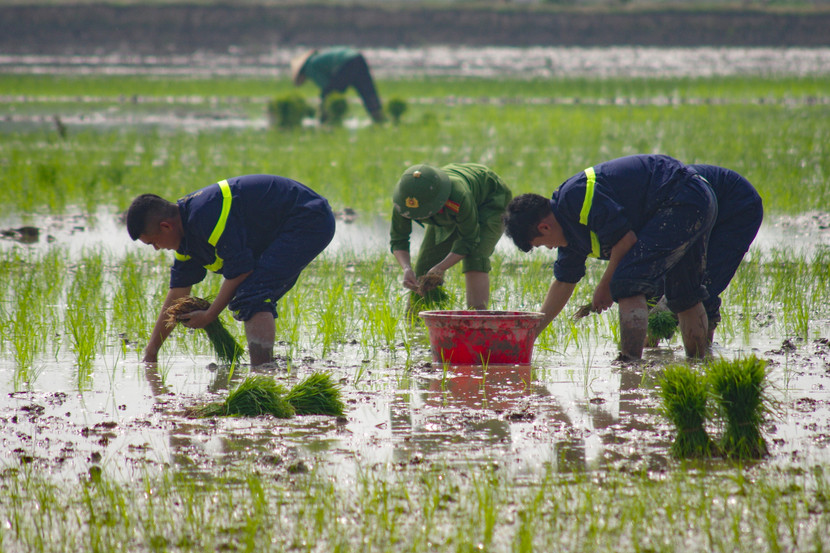 Các chiến sỹ Cảnh sát PCCC, công an huyện Ứng Hòa trổ tài cấy lúa
