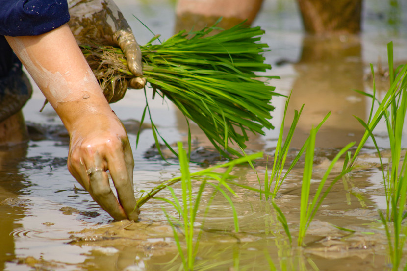 Những bàn tay chẳng ngại bùn đất
