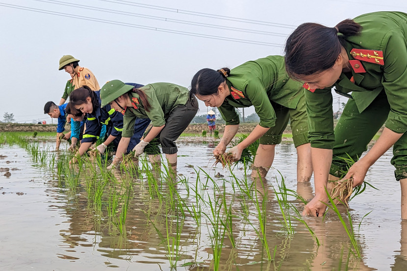 Cán bộ Công an huyện Ứng Hòa thành thạo kỹ thuật cấy úp tay, những hàng mạ non được cấy thẳng tắp