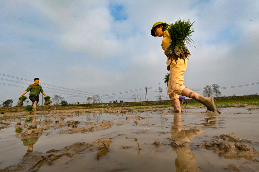 Những bó mạ được xếp đúng vị trí để cấy