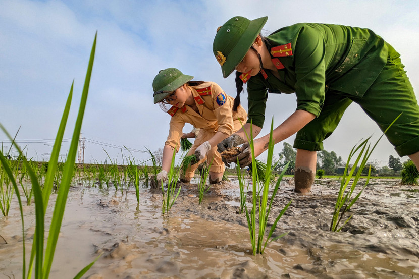 Nữ Công an huyện Ứng Hòa thoăn thoắt cấy lúa