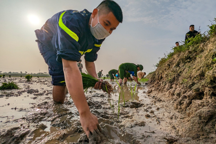 Thanh niên Công an huyện Ứng Hòa được lựa chọn xuống đồng cấy lúa giúp dân đều phải biết phương pháp và kỹ thuật cấy lúa