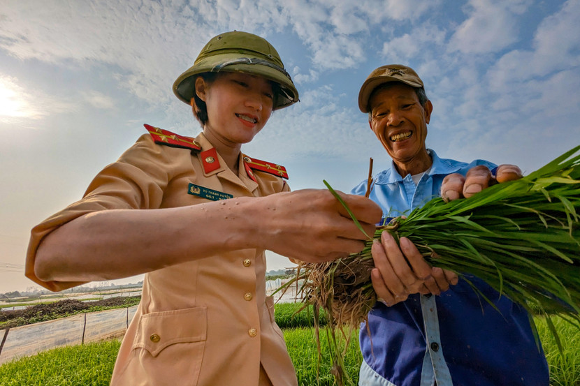 Những bó mạ xanh được nhổ và chuẩn bị mang ra đồng để cấy
