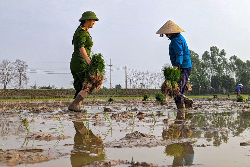Gia đình ông Nguyễn Văn Thênh neo người. với 6 sào ruộng, 2 vợ chồng ông bình thường phải mất trên 2 ngày mới cấy xong