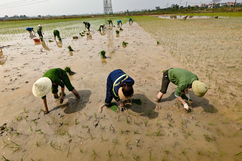 Gần 12h trưa, 6 sào ruộng đã được cấy sắp xong...