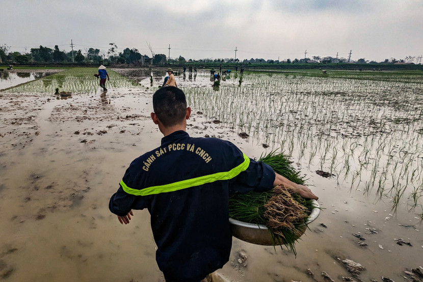 Qua rà soát, công an huyện Ứng Hòa đã xuống đồng cấy lúa giúp gia đình ông Nguyễn Văn Thênh (sinh năm 1974, ở thôn Cao Xá, xã Trung Tú, huyện Ứng Hòa)