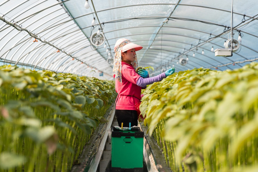 Gian hạn thêm thời gian lưu trú cho lao động thời vụ làm việc tại Hàn Quốc