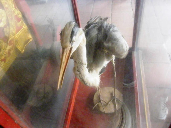 Xác con Hạc trắng được ướp vẫn còn nguyên vẹn được lưu giữ trong đền Cuông Xác con Hạc trắng được ướp vẫn còn nguyên vẹn được lưu giữ trong đền Cuông