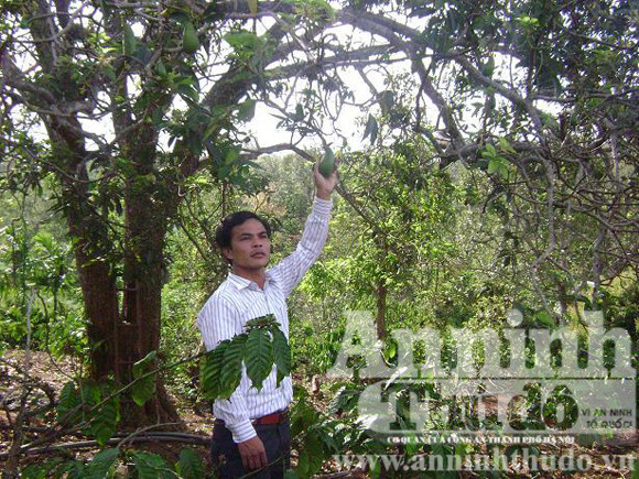 Cây bơ trái vụ có tuổi thọ hơn 20 năm nay của ông Nguyễn Ngọc Đức