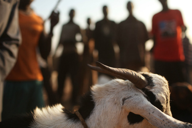 Phải cưới dê vì trót quan hệ với... "nàng"