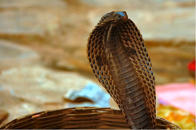 Chú rể là một con rắn