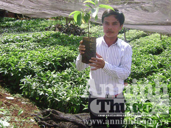 Cây Bơ con mang thương hiệu Minh Phát được ông Đức bán ra thị trường