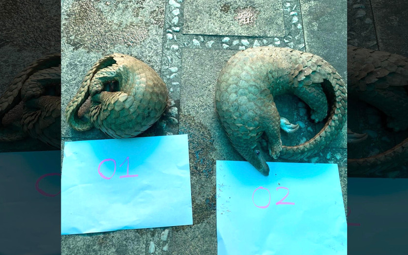 Tang vật bị thu giữ