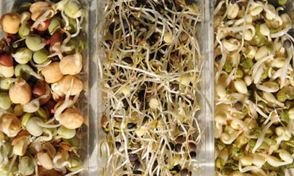 Giá đỗ được xác định là một nguồn gây dịch E.coli