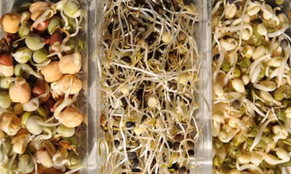 Giá đỗ được xác định là một nguồn gây dịch E.coli