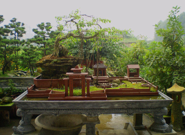 Muôn nẻo chọn cây chơi Tết ảnh 6