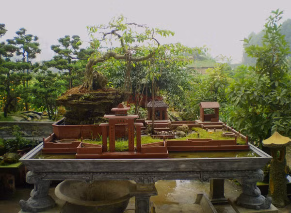 Muôn nẻo chọn cây chơi Tết ảnh 6