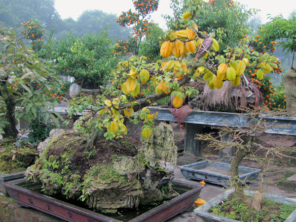 Muôn nẻo chọn cây chơi Tết ảnh 4