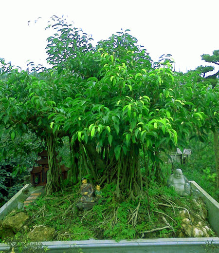 Muôn nẻo chọn cây chơi Tết ảnh 2