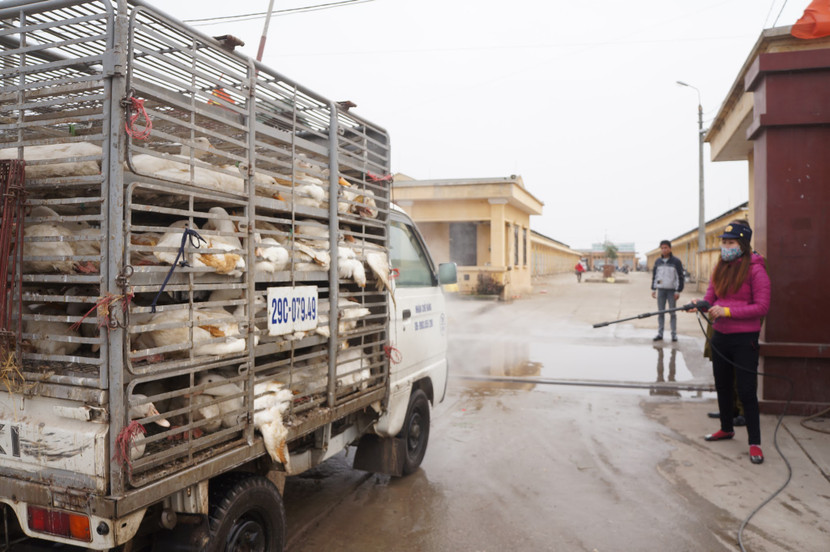 Hà Nội yêu cầu không để các loại dịch bệnh mùa Đông Xuân 2023 có thể bùng phát