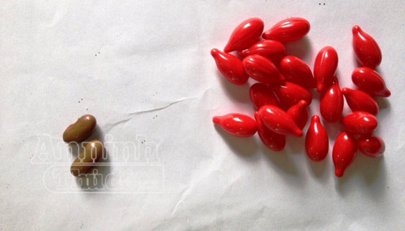 Hy hữu vụ cho trẻ uống nhầm vitamin A bằng... hạt đậu giống ảnh 1 Hy hữu vụ cho trẻ uống nhầm vitamin A bằng... hạt đậu giống ảnh 1
