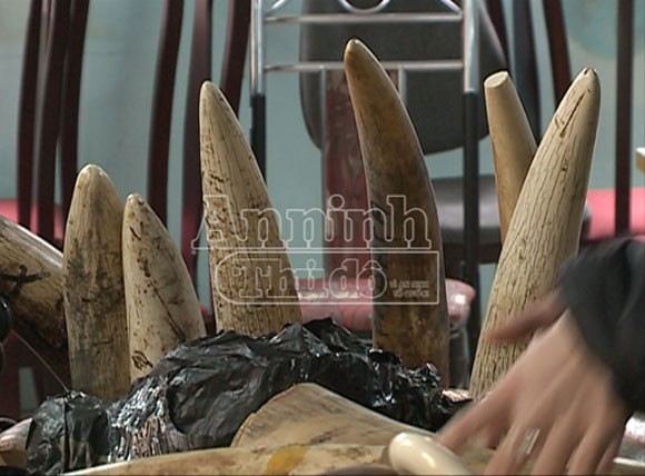 Bắt giữ 200kg ngà voi từ Singapore đến sân bay quốc tế Nội Bài ảnh 2