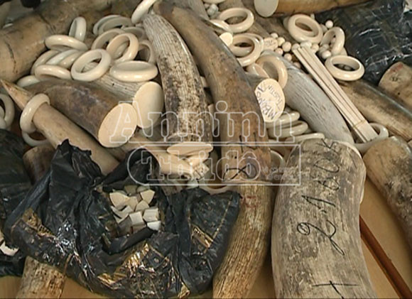 Bắt giữ 200kg ngà voi từ Singapore đến sân bay quốc tế Nội Bài ảnh 3