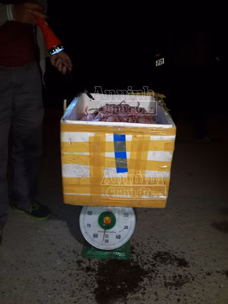 Phát hiện 3.000 con chim cút ướp lạnh đang bốc mùi ảnh 2